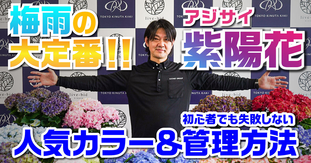 アジサイ 人気カラー＆管理方法