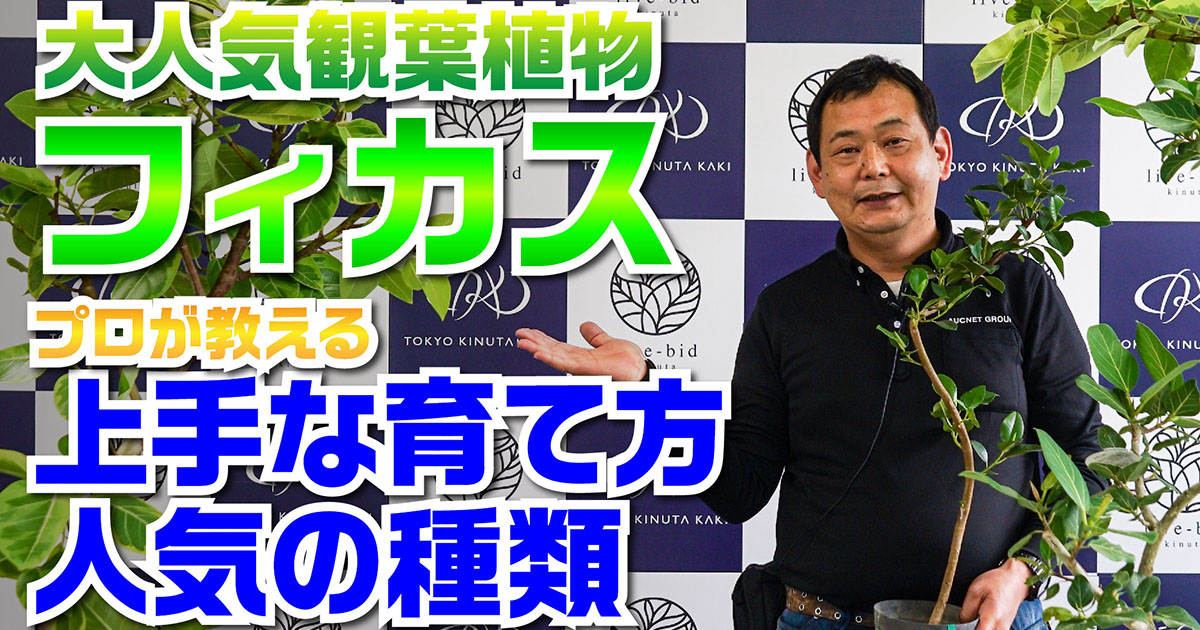 フィカス プロが教える上手な育て方