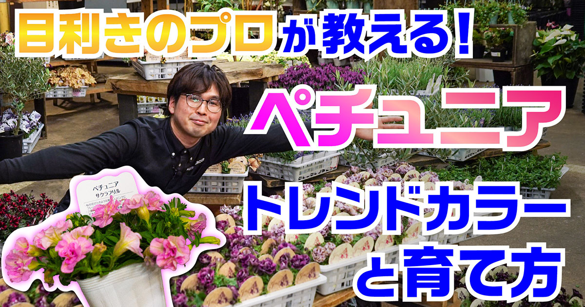 ペチュニア トレンドカラーと育て方