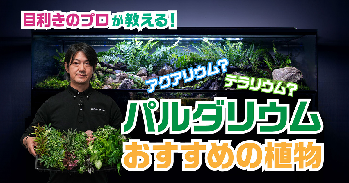 【パルダリウム】パルダリウムにおすすめの植物を一気にご紹介！