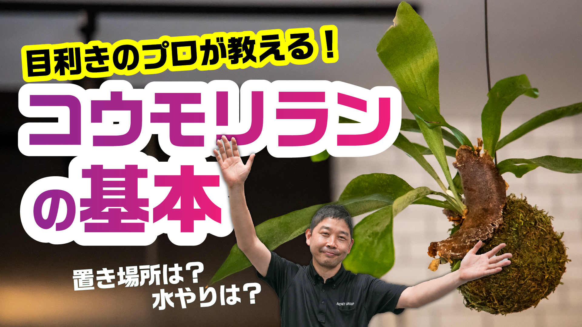 【コウモリラン】基本の管理の仕方＆品種紹介