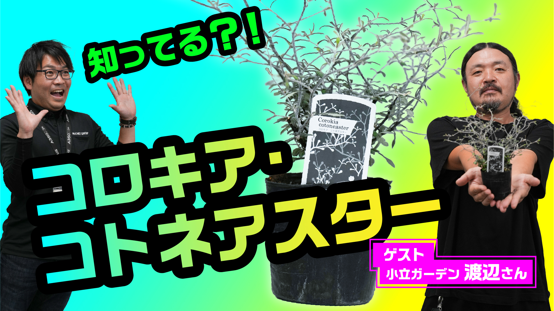 【コロキア・コトネアスター】生産者に聞く！コロキア・コトネアスターについて