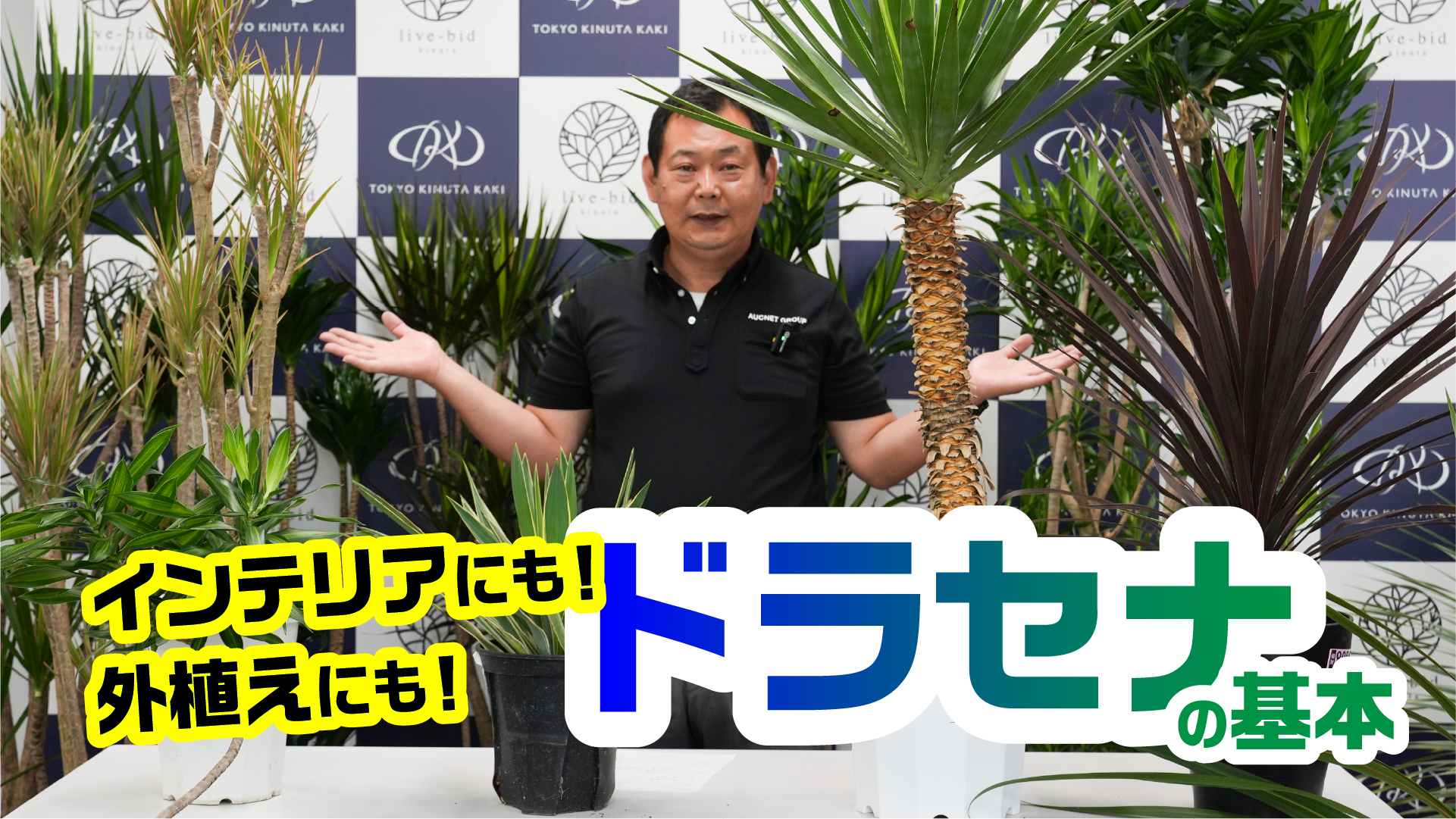 【ドラセナ】基本の管理方法と楽しみ方