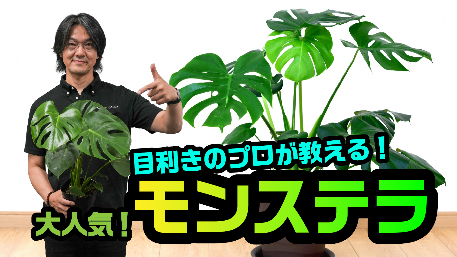 【モンステラ】おすすめ＆人気の品種ご紹介
